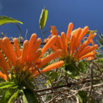 Pflanze_Orange