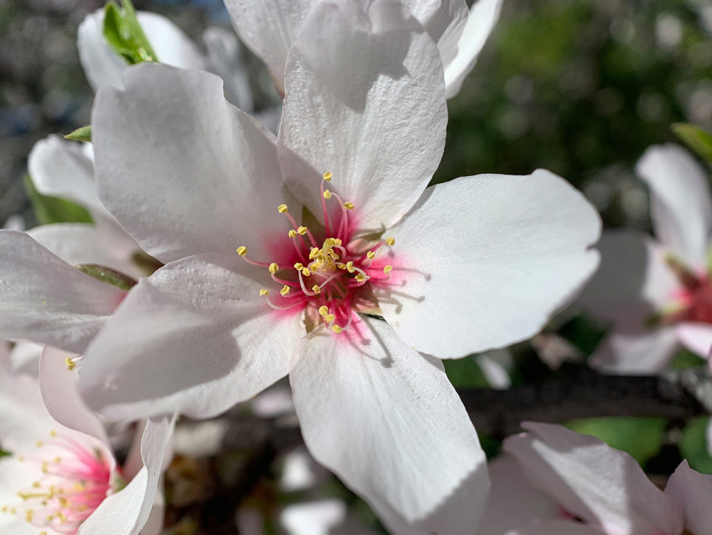 Makroaufnahme einer Mandelblüte: Fünf geöffnete weiße Blätter, rosa Innenfarbe und gelbe Fruchtstempel
